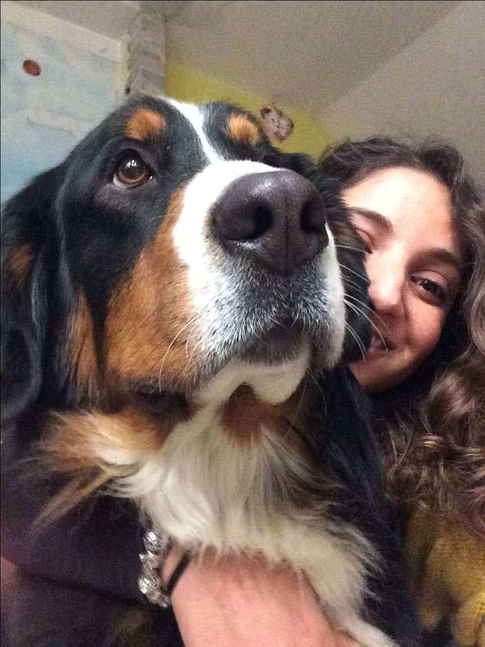 Riley Cooper with their Bernese Mountain Dog