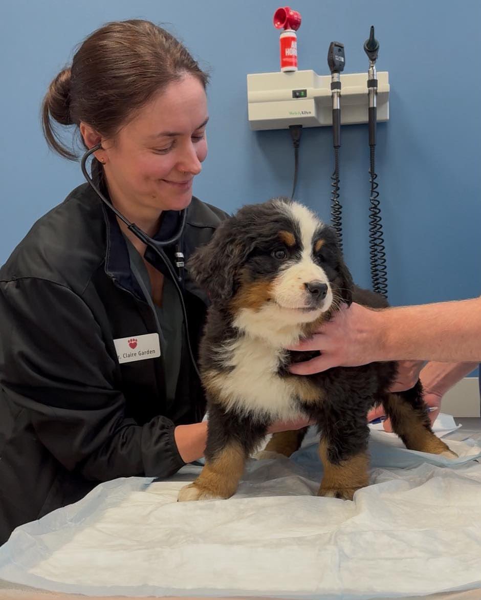 Bernese Mountain Dog puppy receiving a veterinary examination