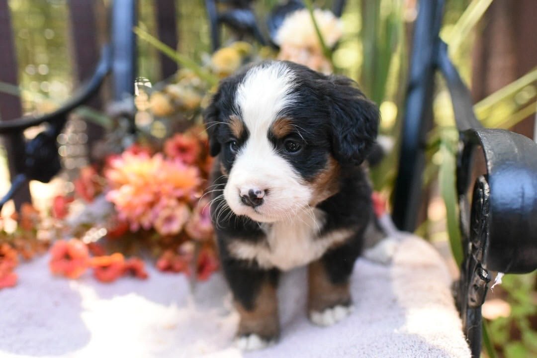 Bella, an available female Bernese Mountain Dog puppy