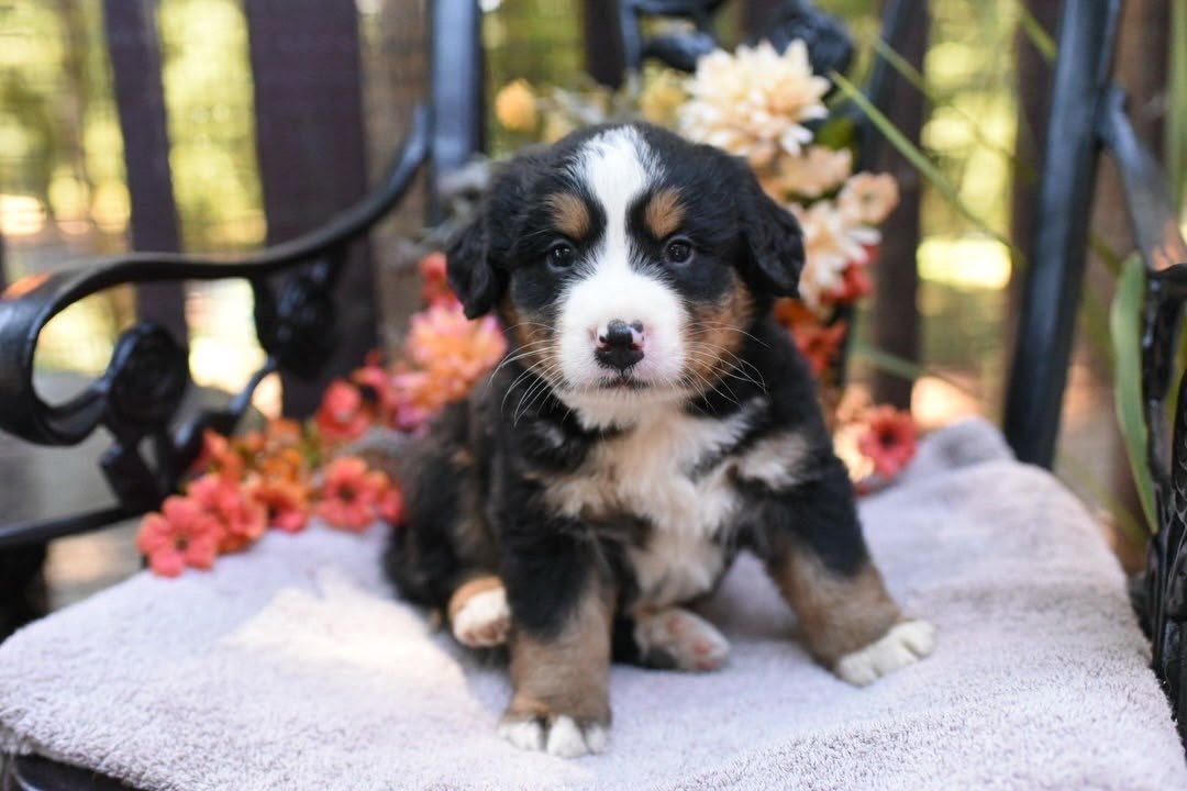 Bruno, an available male Bernese Mountain Dog puppy