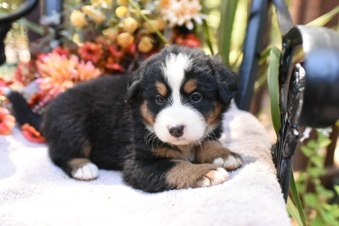 Ruby, an available 7-week-old female Bernese Mountain Dog puppy