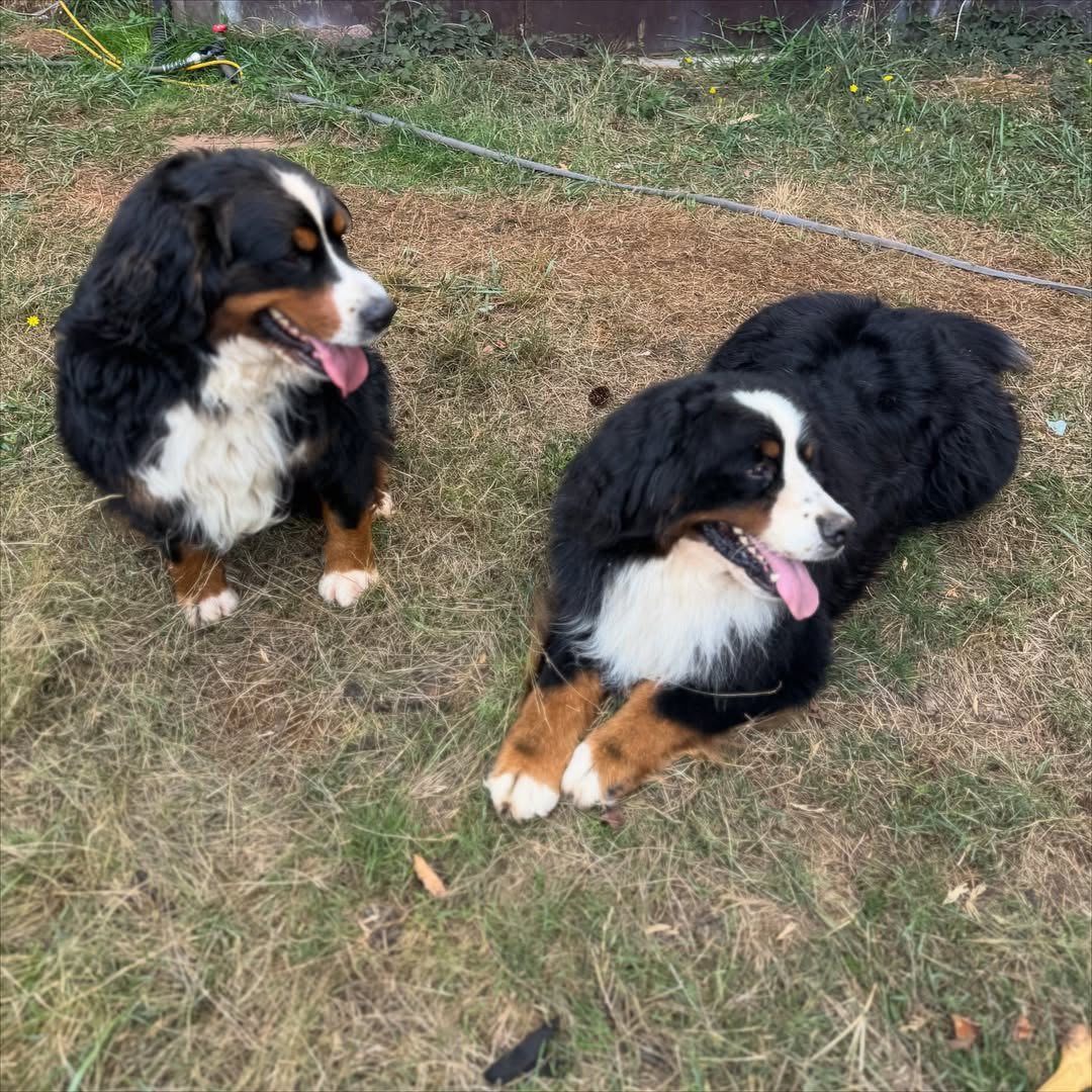 Bernese Mountain Dog sire Hugo and dam Popy together