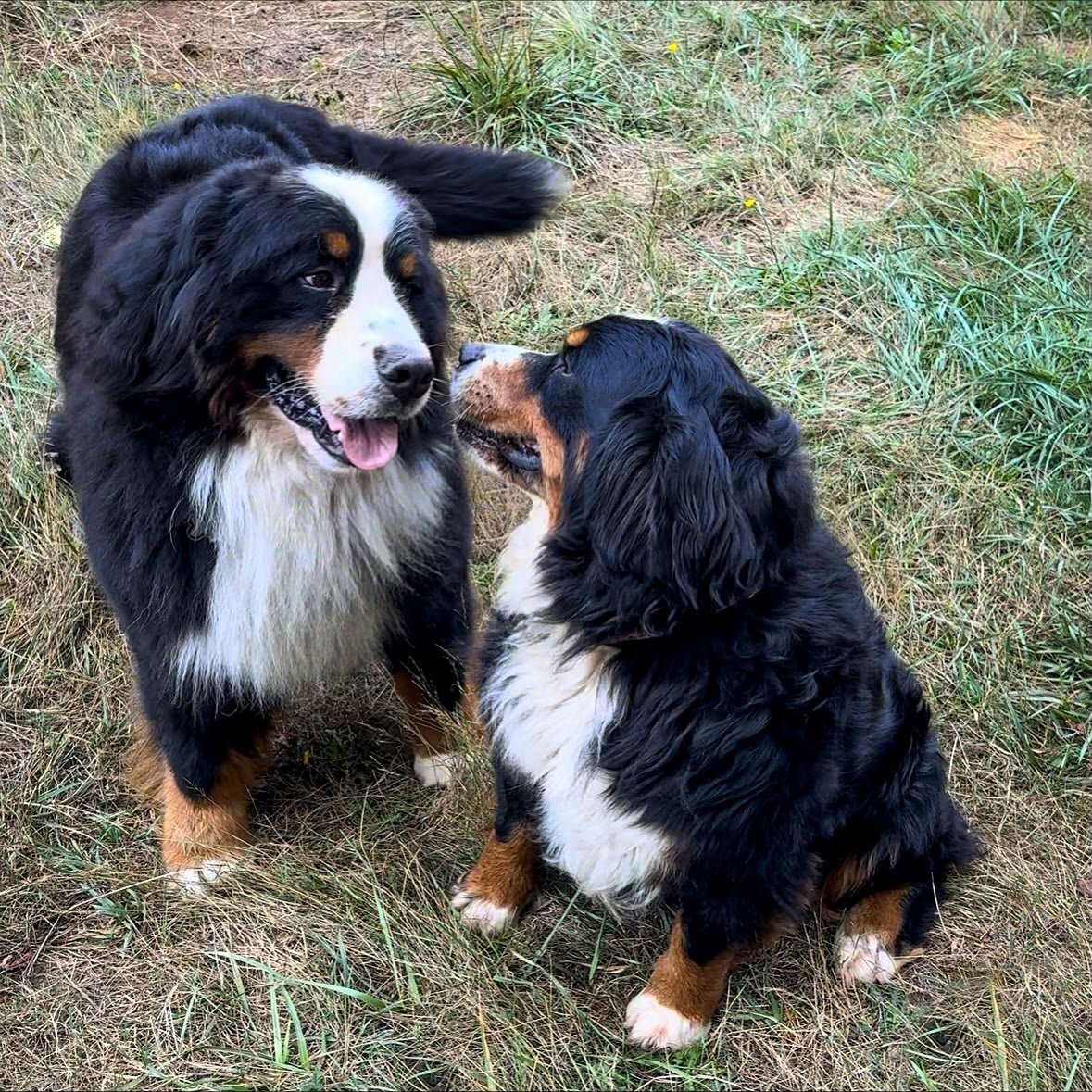 Bernese Mountain Dog sire Rocco and dam Daisy together