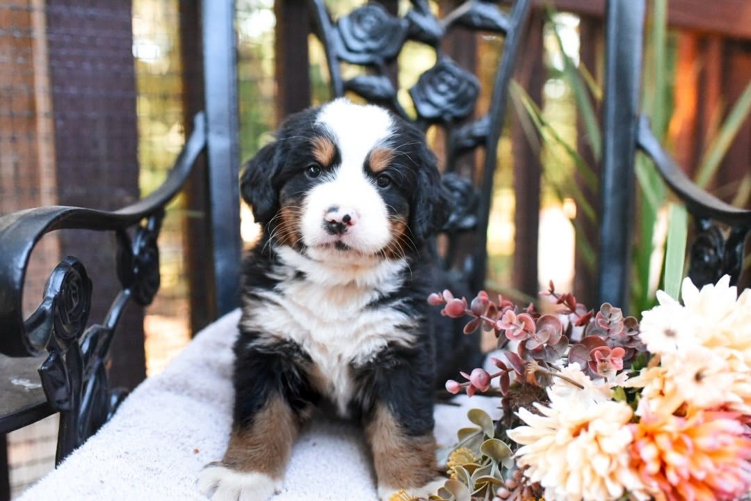 Max, an available 7-week-old male Bernese Mountain Dog puppy