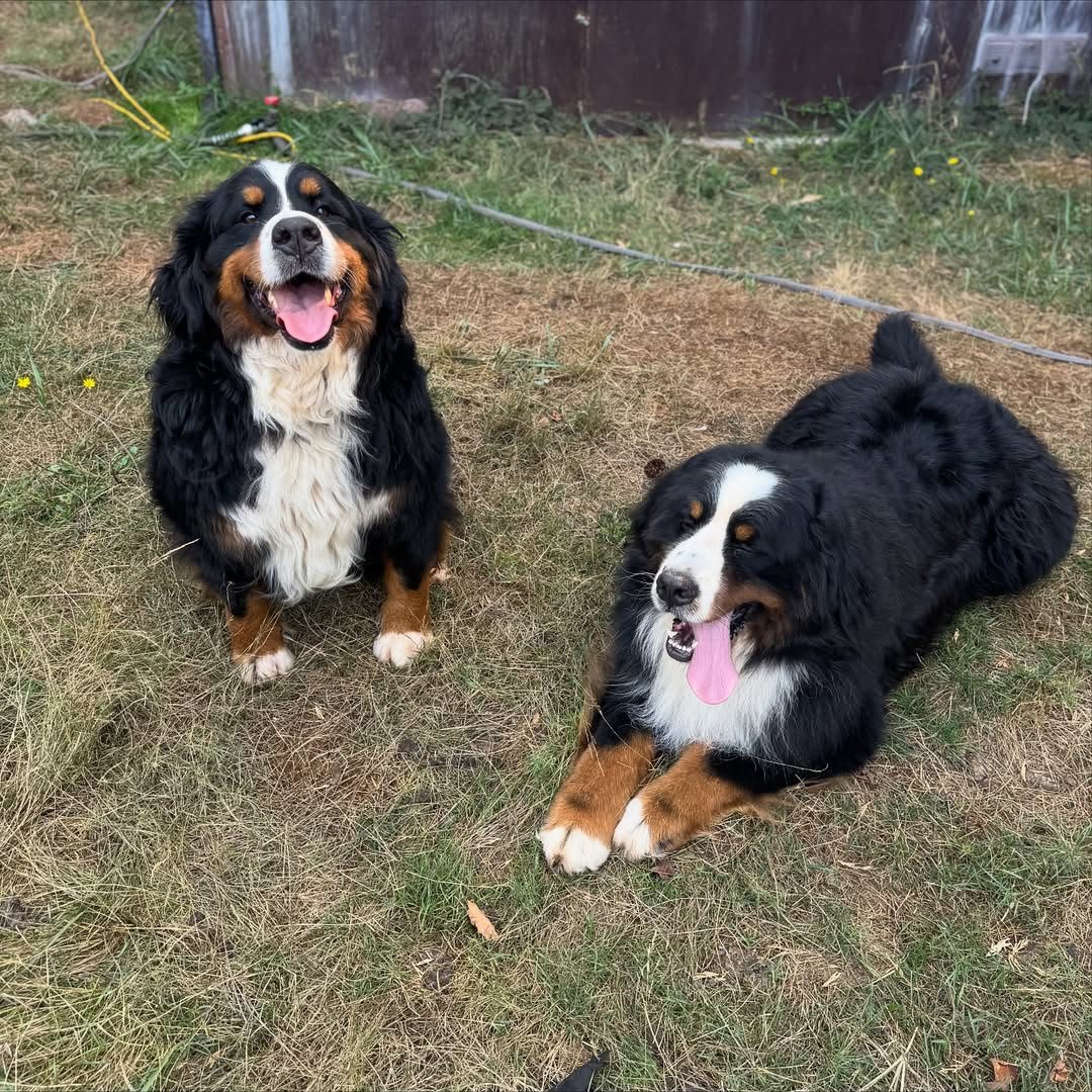 Bernese Mountain Dog sire Beau and dam Ruby together