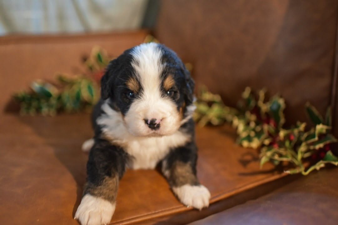 Willow, an available 7-week-old female Bernese Mountain Dog puppy