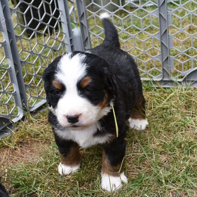 Winston, an available 7-week-old male Bernese Mountain Dog puppy